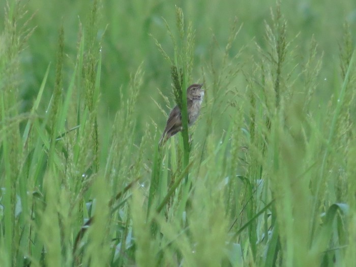 Savi's Warbler