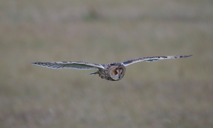 Long-eared Owl