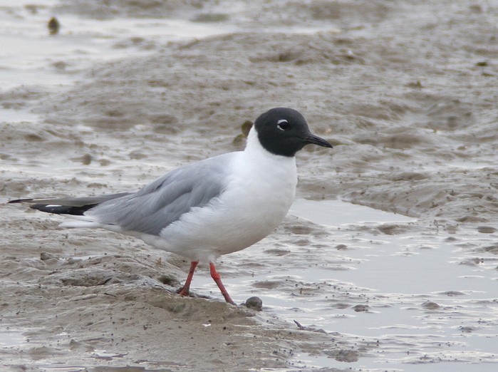 Bonaparte's Gull