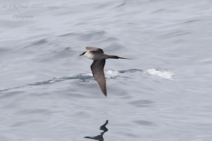 Long-tailed Skua