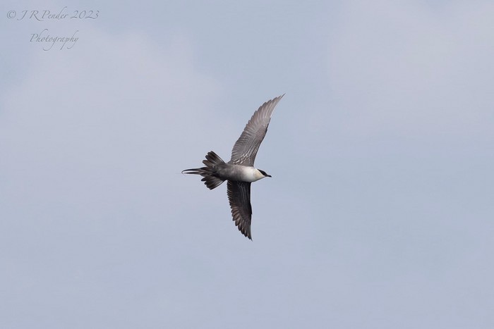 Long-tailed Skua