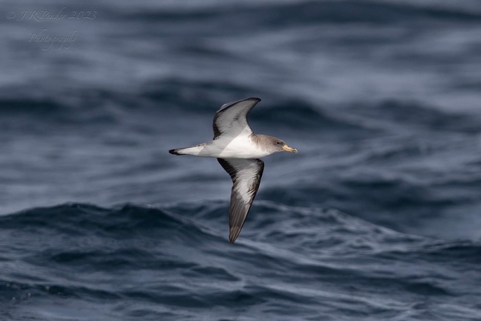 Cory's Shearwater