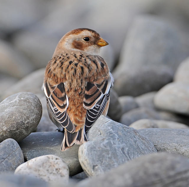 Snow Bunting
