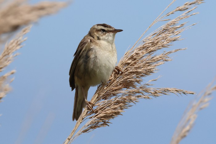 Sedge Warbler