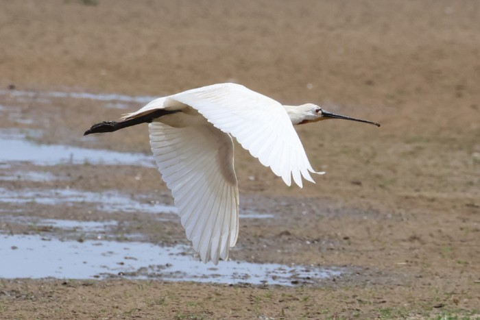 Spoonbill