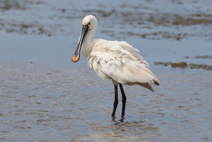 Spoonbill