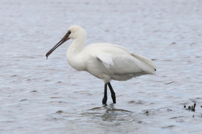Spoonbill