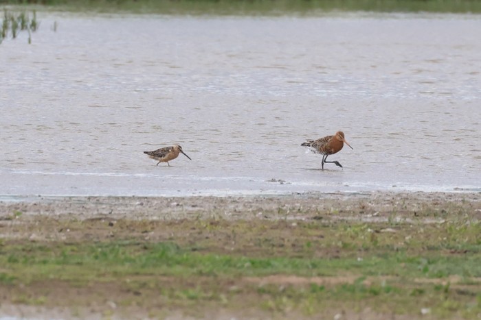 Long-billed Dowitcher