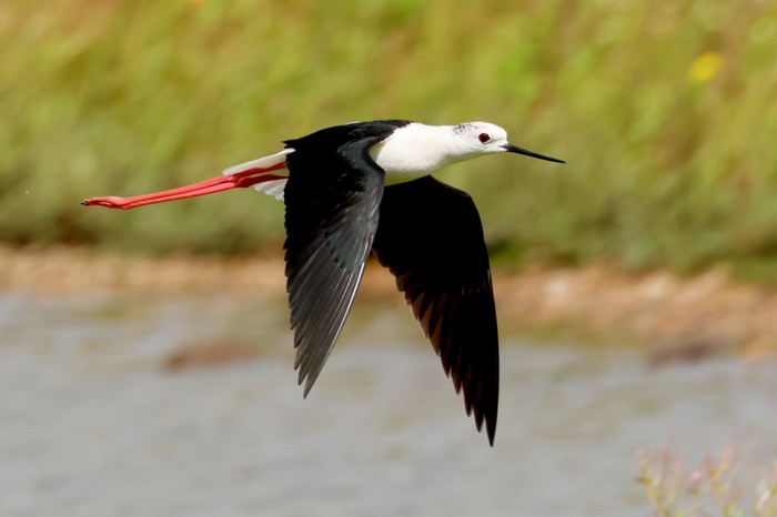 Black-winged Stilt