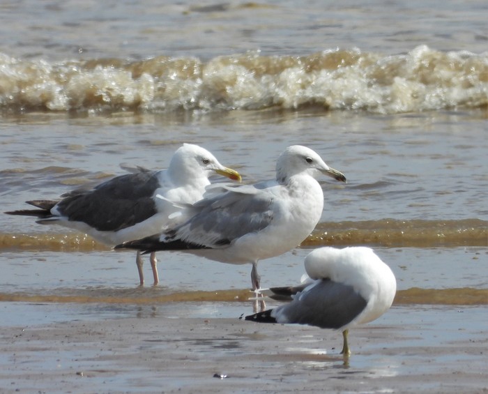 Caspian Gull