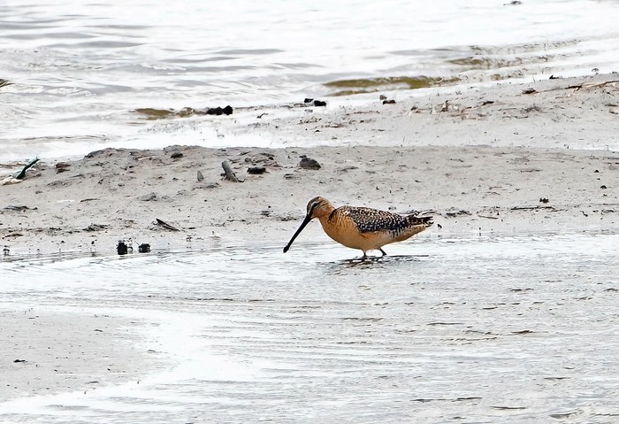 Long-billed Dowitcher