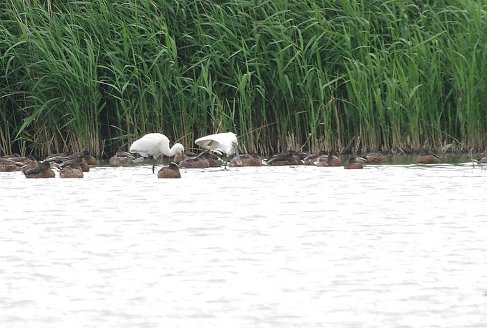 Spoonbill