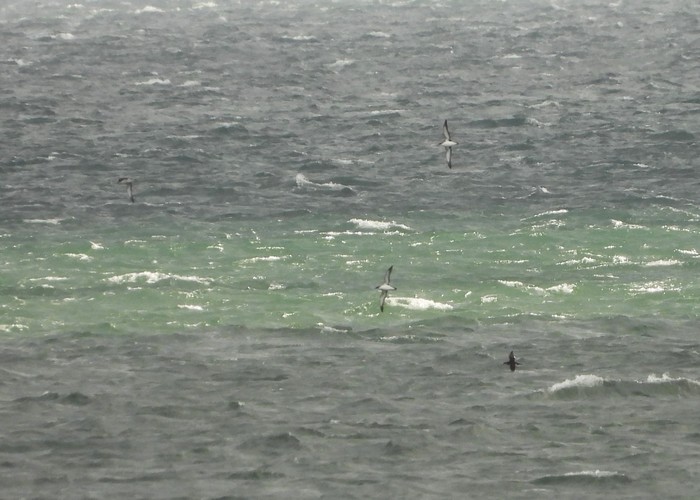 Manx Shearwater