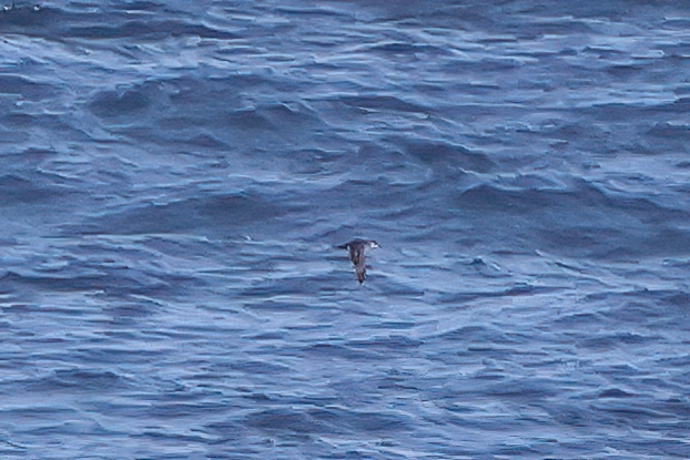 Barolo Shearwater