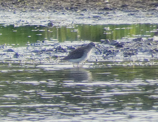 Wood Sandpiper