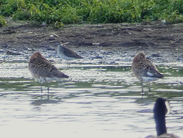 Wood Sandpiper