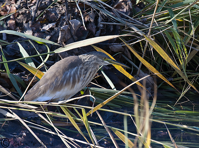 Squacco Heron