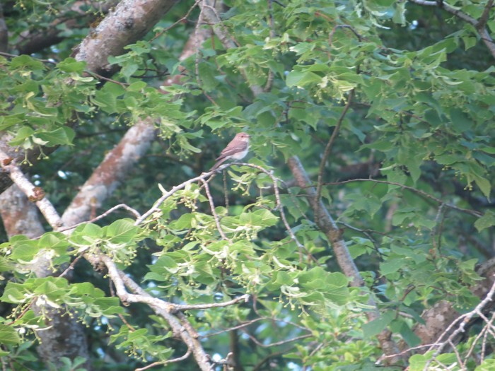 Spotted Flycatcher