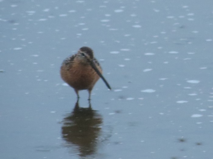 Long-billed Dowitcher