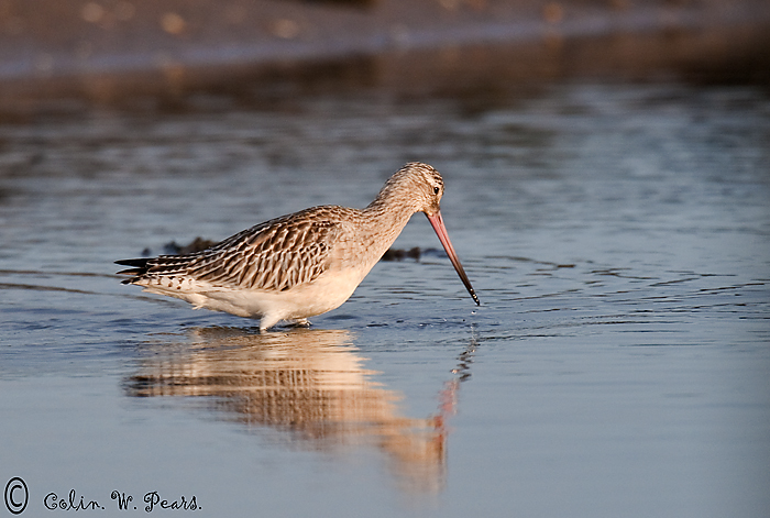 Bar-tailed Godwit