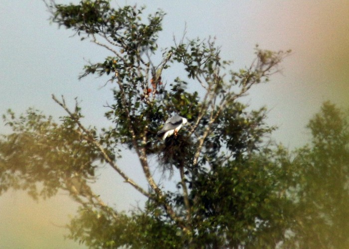 Black-winged Kite