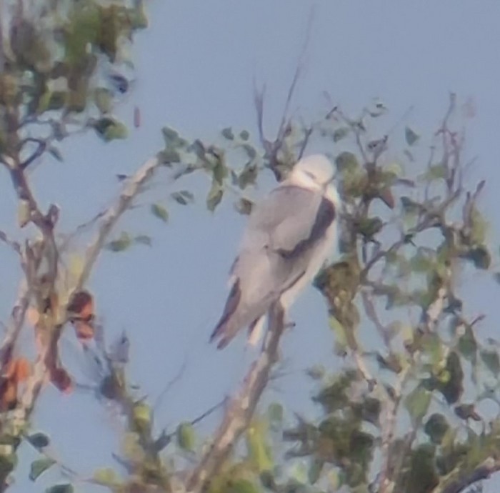 Black-winged Kite