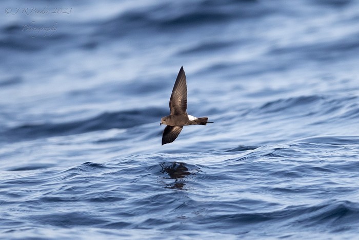 Wilson's Petrel