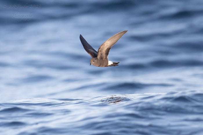 Wilson's Petrel