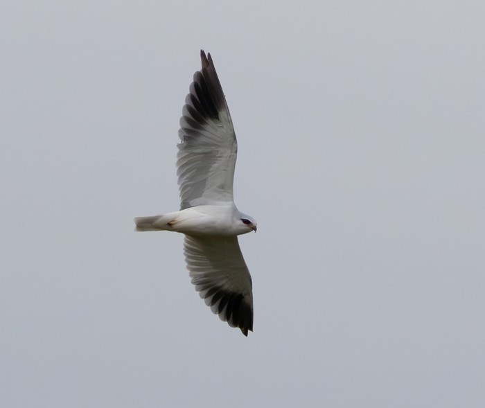 Black-winged Kite