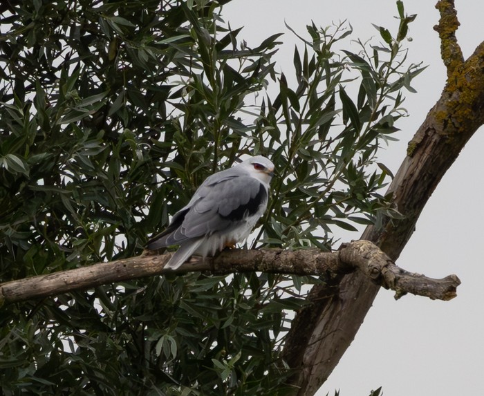 Black-winged Kite
