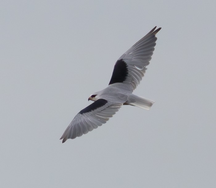 Black-winged Kite