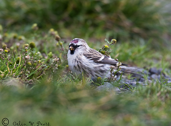 Mealy Redpoll