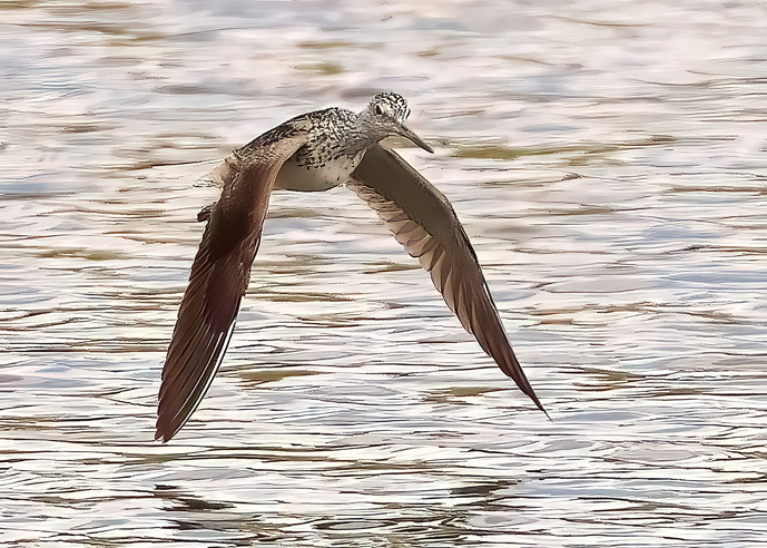 Greenshank