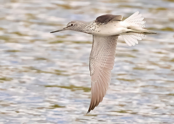 Greenshank
