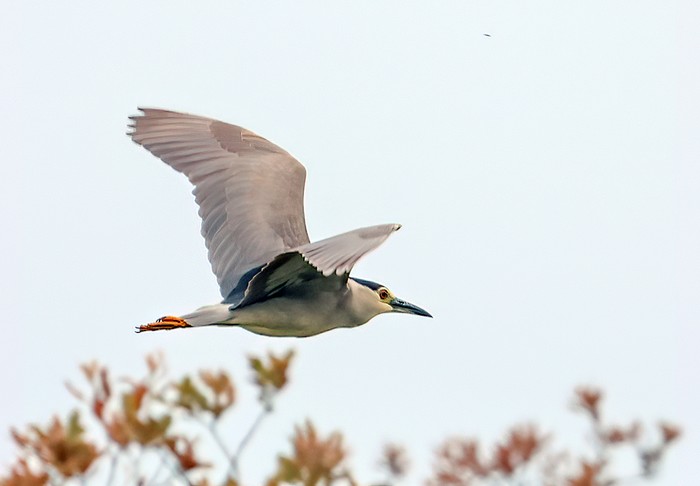 Night Heron