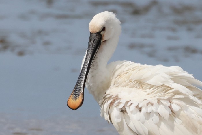 Spoonbill