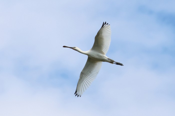Spoonbill