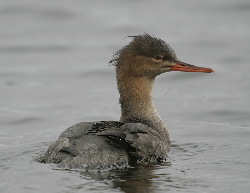 Red-breasted Merganser
