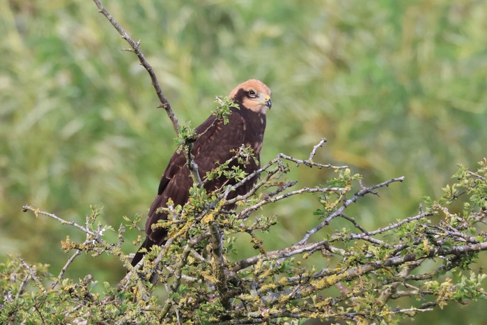 Marsh Harrier