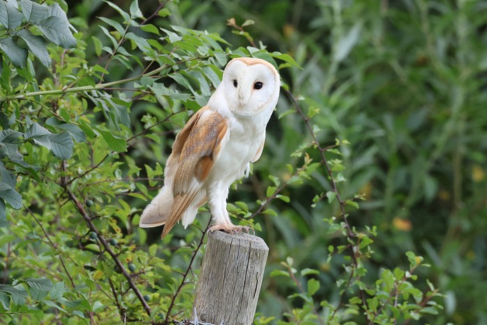 Barn Owl