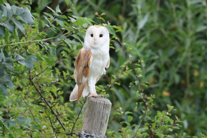 Barn Owl