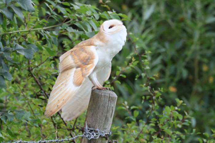 Barn Owl