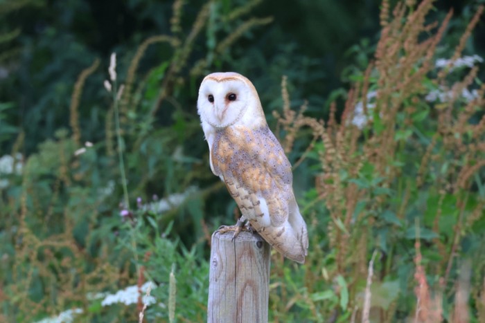 Barn Owl