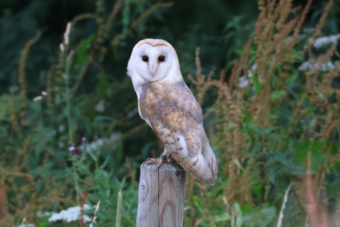 Barn Owl