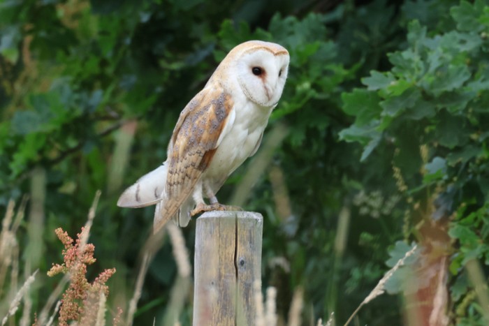 Barn Owl