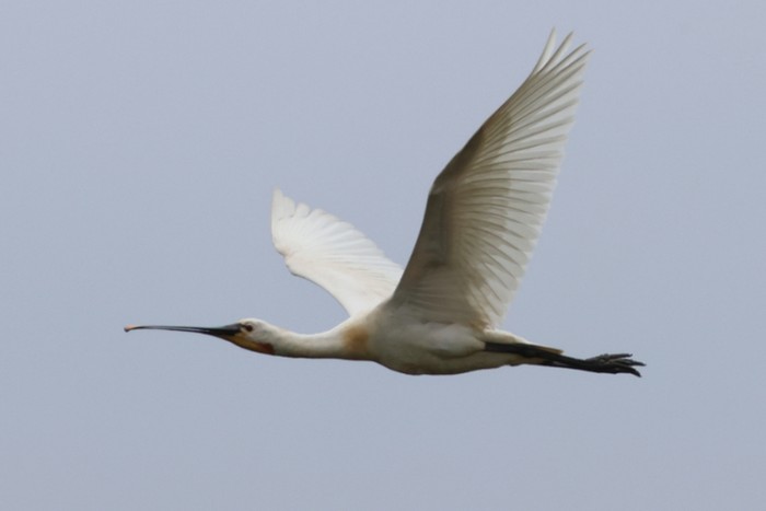 Spoonbill