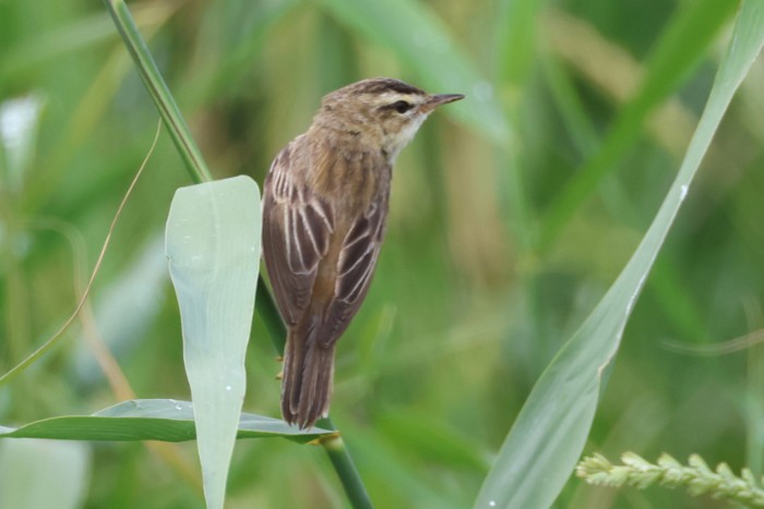 Sedge Warbler