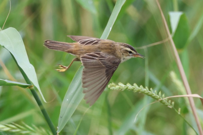 Sedge Warbler