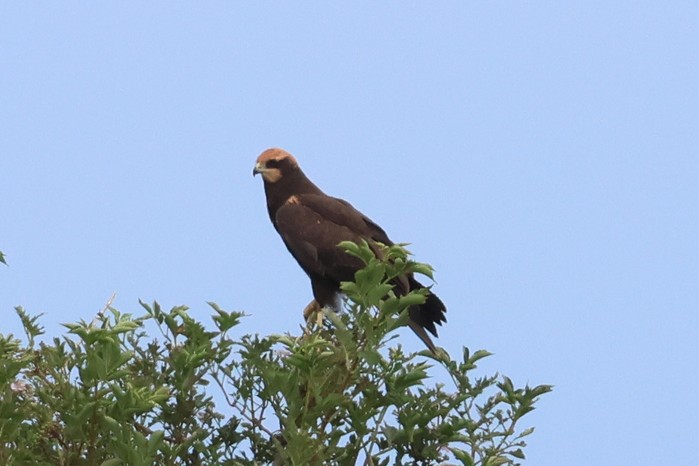 Marsh Harrier