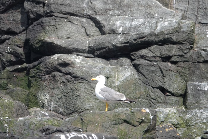 Yellow-legged Gull